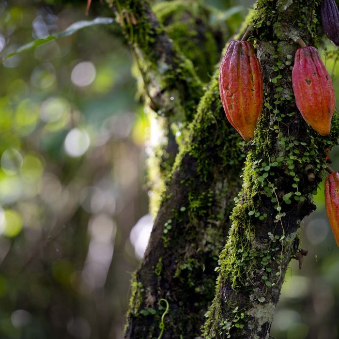 Bild schokolade-vortrag