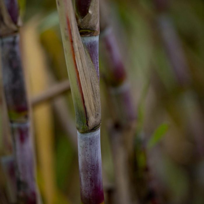 Bild schokolade-vortrag