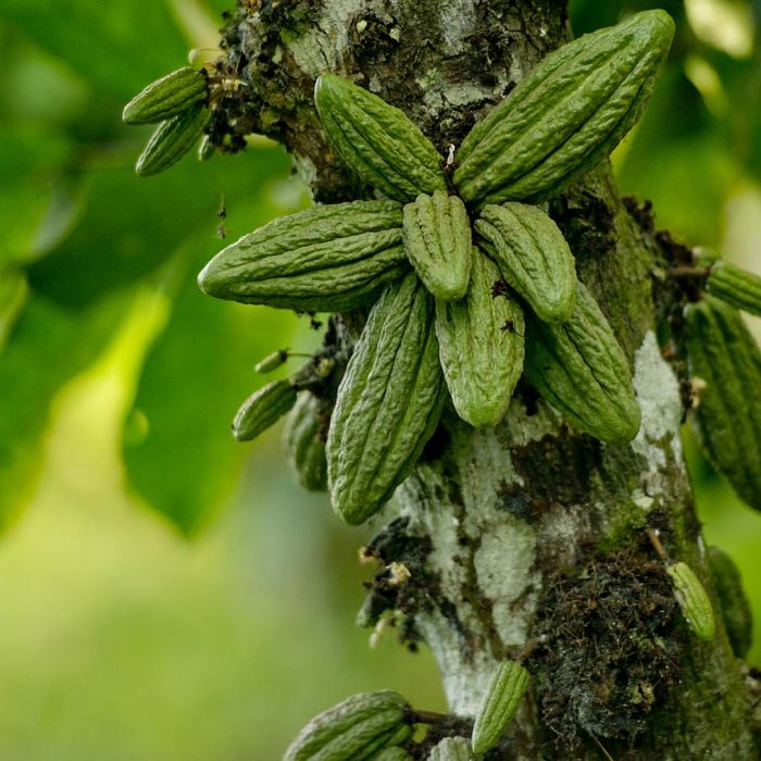 Bild schokolade-vortrag