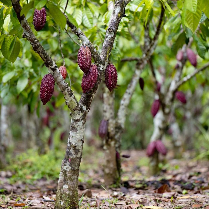 Bild schokolade-vortrag