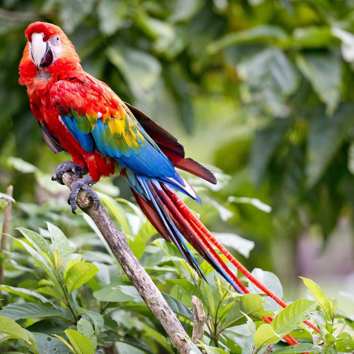 Bild schokolade-vortrag